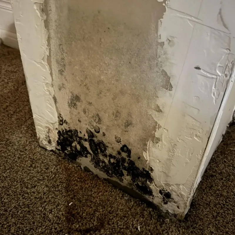 Professional Mold Removal in Green County, WI